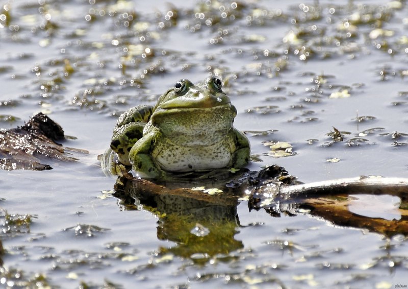 Гвианская водяная жаба головастик