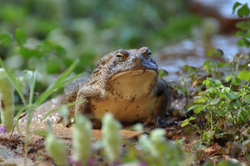 Pelophylax ridibundus головастик