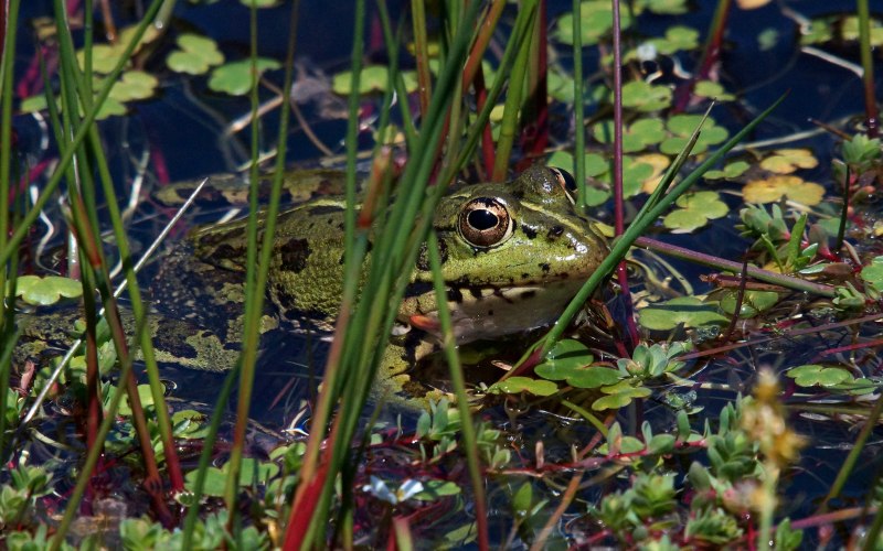 Pelophylax лягушка