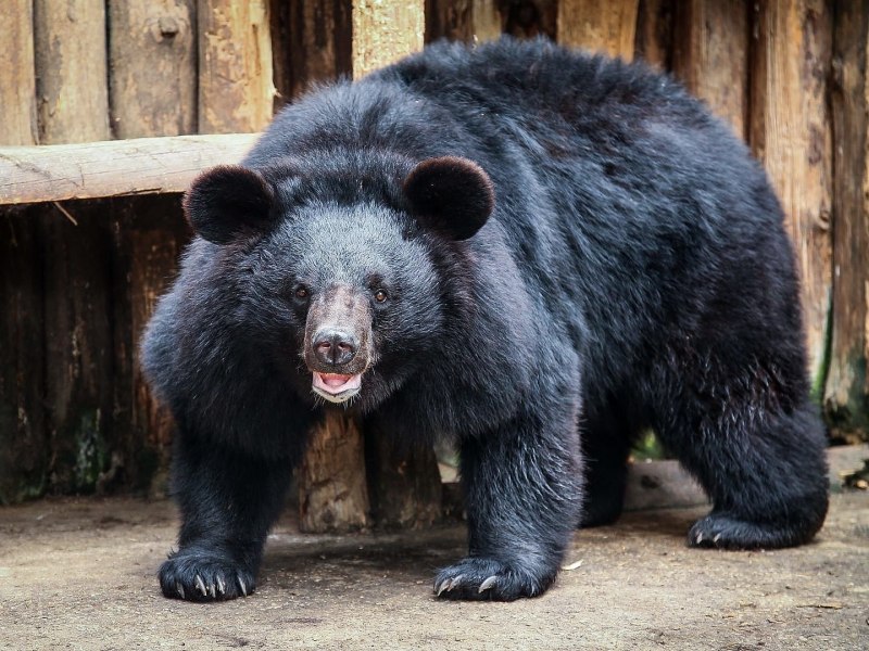 Черный медведь (71 фото)