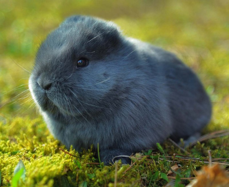 Синий кролик