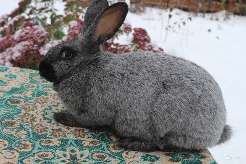 Mini Rex