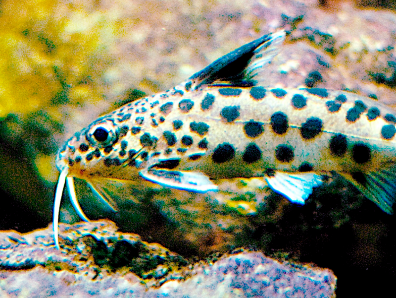 Синодонтис Synodontis eupterus