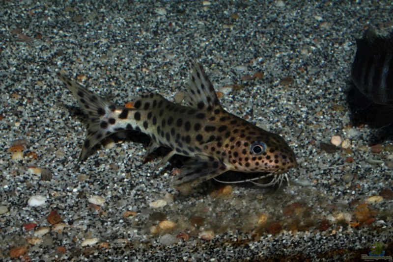 Сом синодонтис Далматин (Synodontis SP.) S (2,5-3 см)