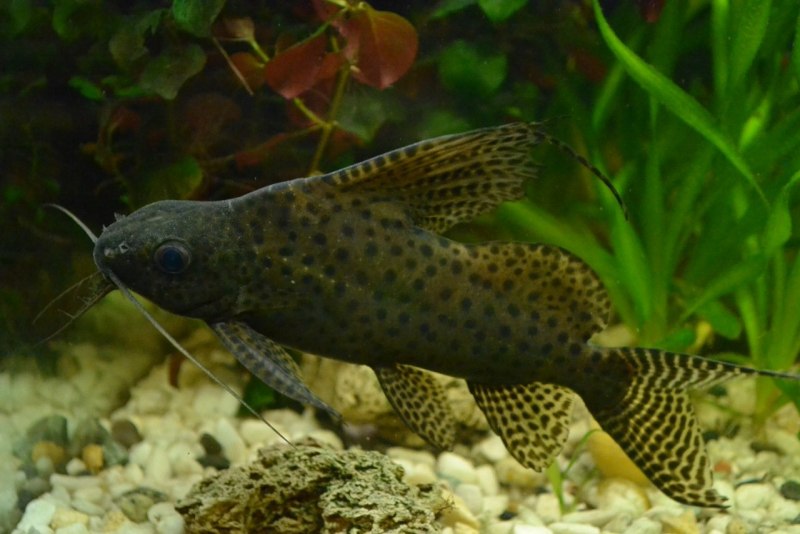 Синодонтис Кукушка (Synodontis multipunctatus)