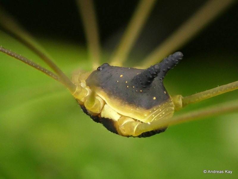 Паук Bunny Harvestman