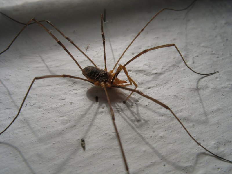 Opiliones Phalangida сенокосцы строение