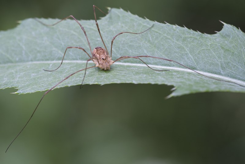 Erythraeidae клещи