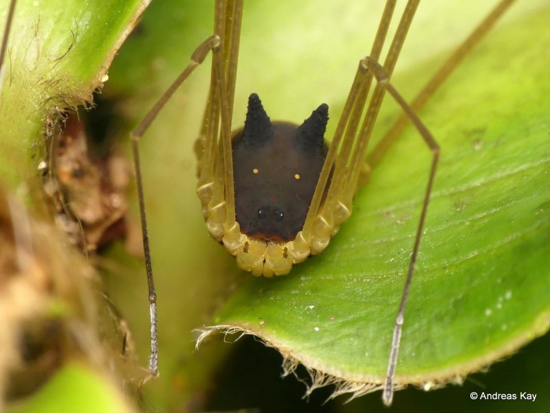 Metagryne bicolumnata