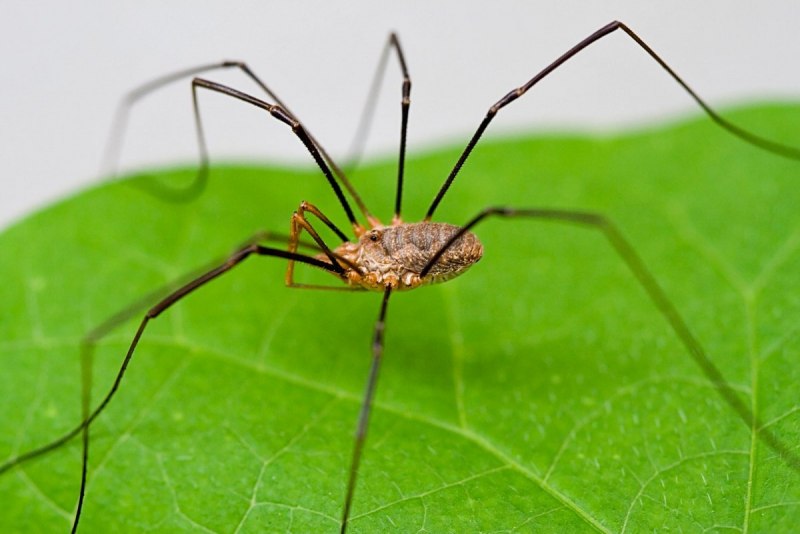 Сенокосцы пауки Pholcus phalangioides