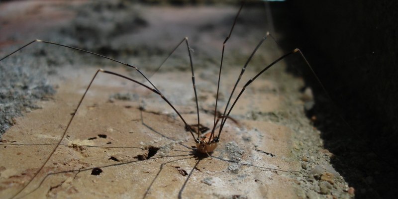 Сенокосцы (Opiliones)