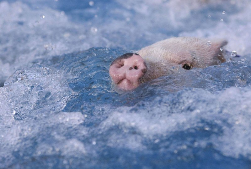 Водяная Свинка