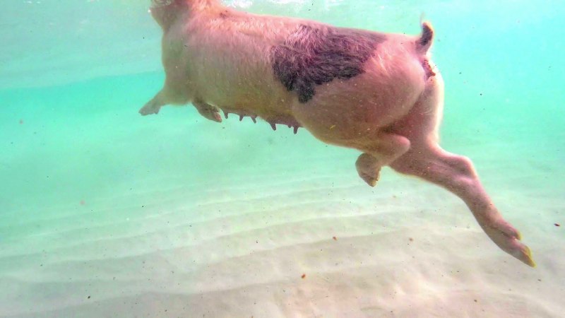 Свинья на море