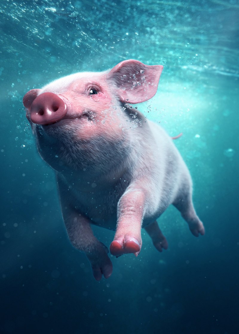 Водяная свинья (64 фото)