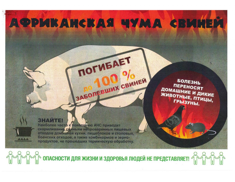 Свиньи купаются