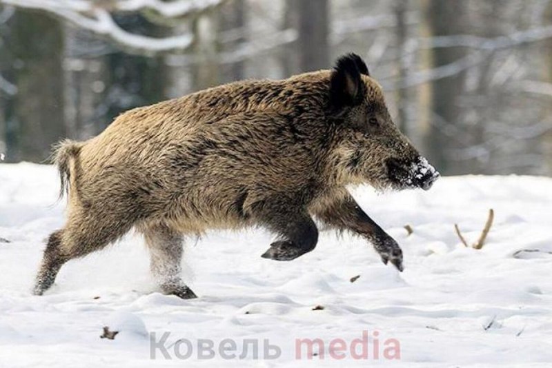 Дикие кабаны в Лосином острове