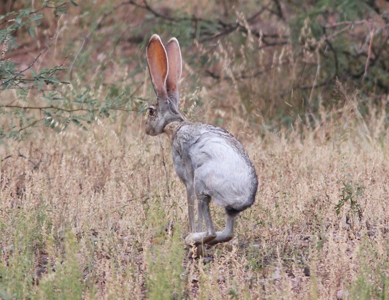 Антилоповый заяц (Lepus alleni)