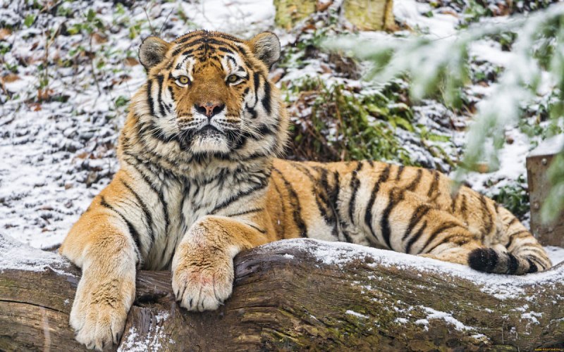 4. Амурский тигр (Panthera Tigris)