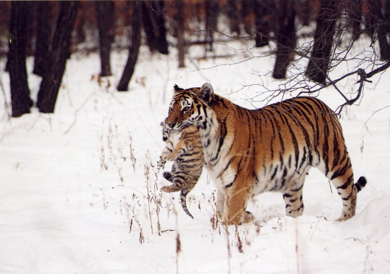 Дальний Восток Амурский тигр
