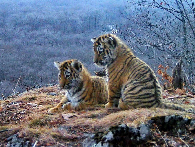 Тигр Дальневосточный Амурский