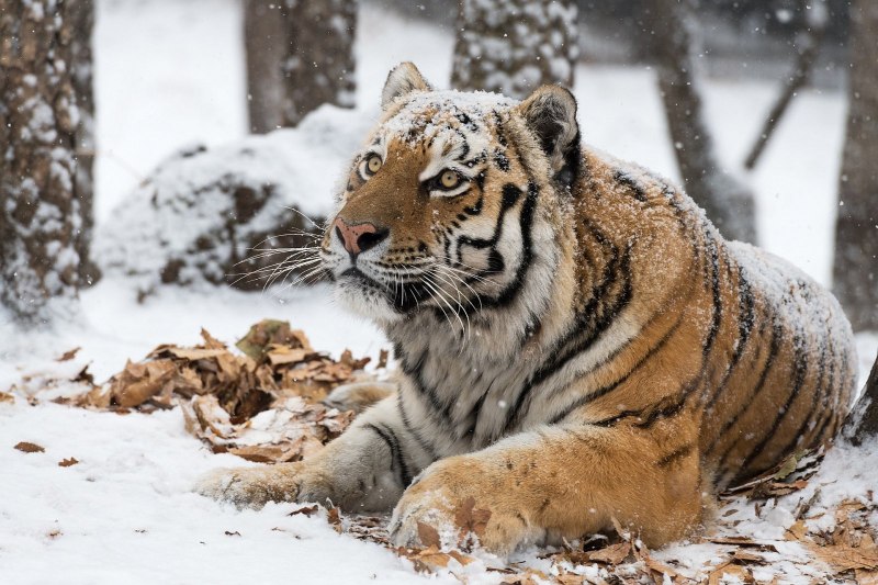 4. Амурский тигр (Panthera Tigris)