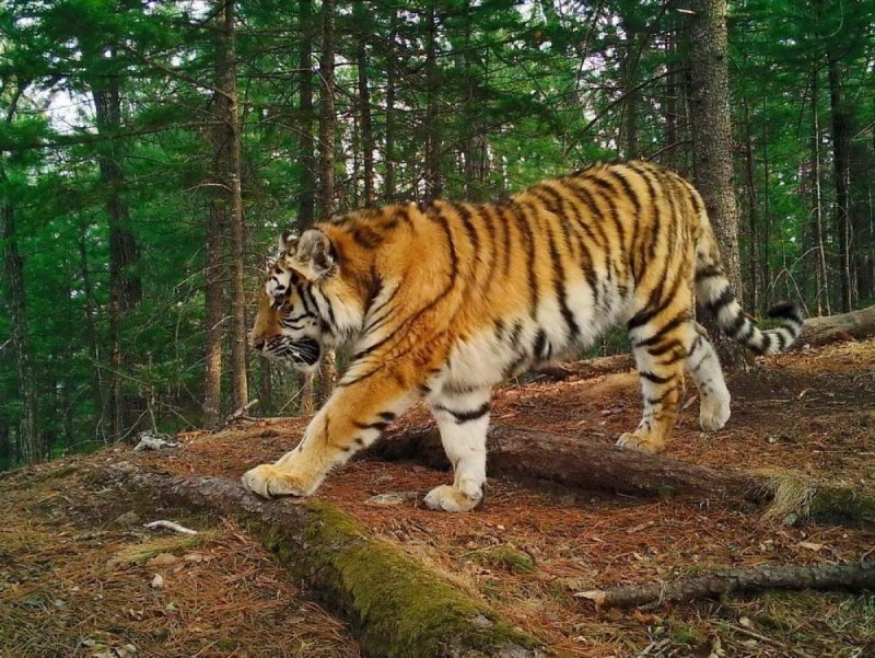 Тигр Дальневосточный Амурский