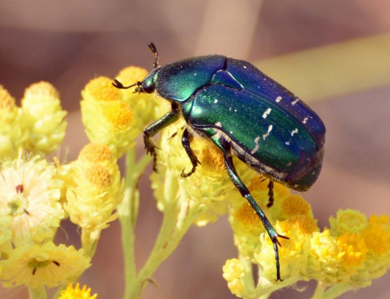 Листоед краснокаемчатый (Chrysolina sanguinolenta)