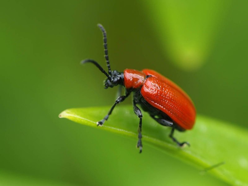 Листоед краснокаемчатый (Chrysolina sanguinolenta)