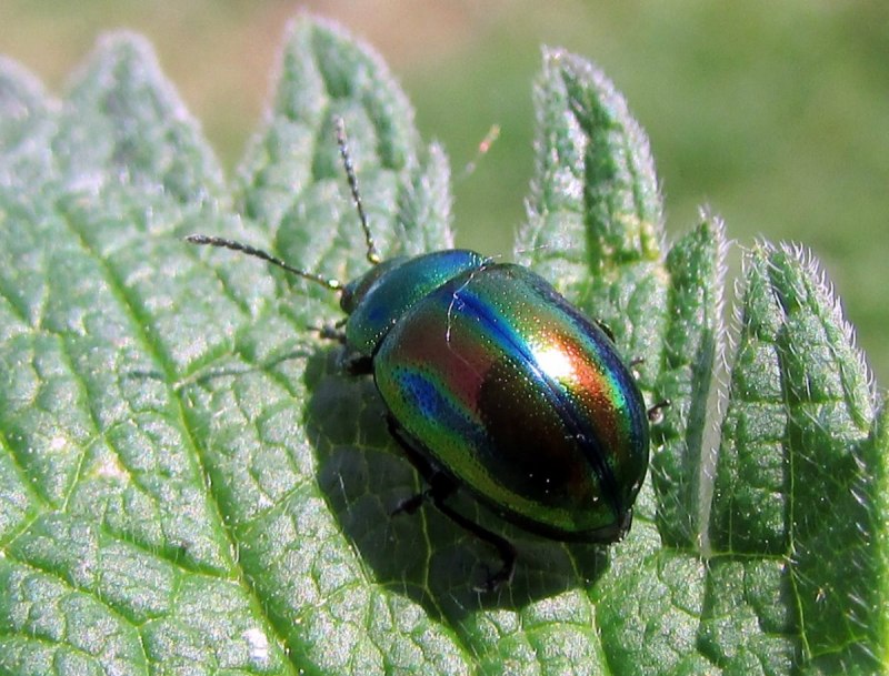 Chrysolina (Chrysolina) graminis (Linnaeus, 1758)