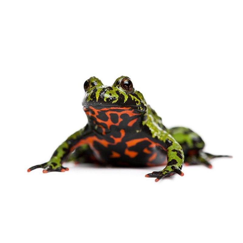 Fire toad