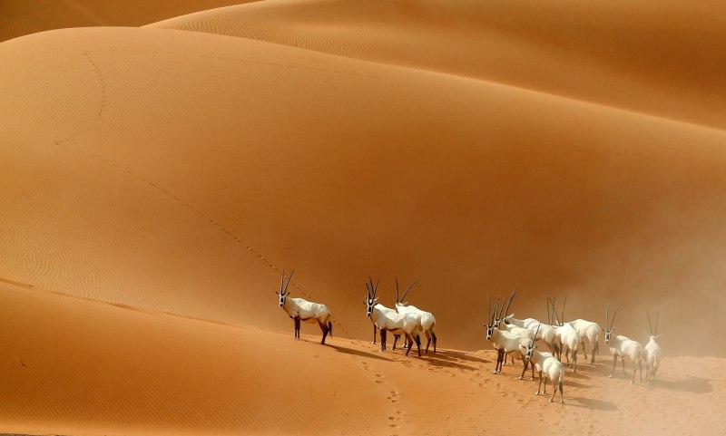 Oryx dammah