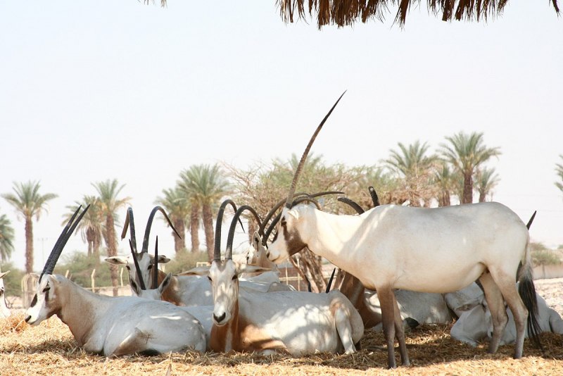 Scimitar-Horned Oryx