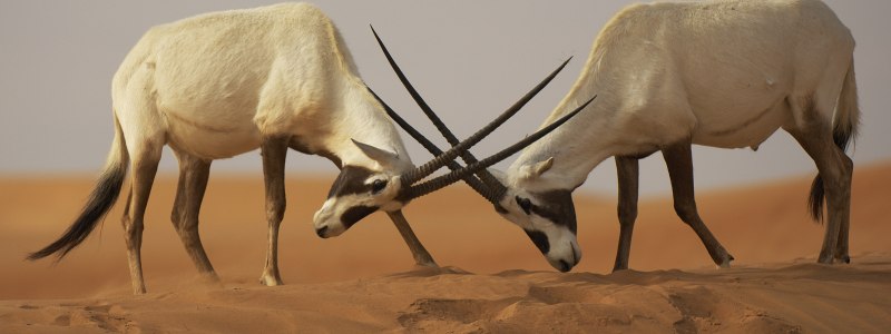 Oryx Rainbow