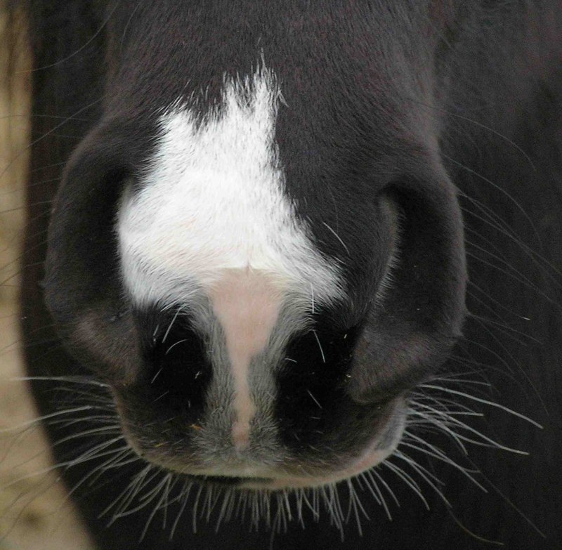 Лошадь Thoroughbred foal