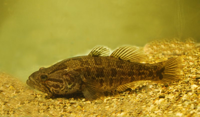 Амурский ротан (Perccottus glenii