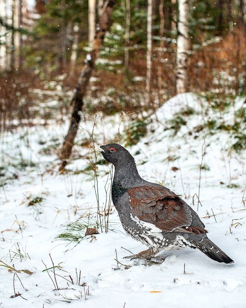 Глухарь и самка глухаря