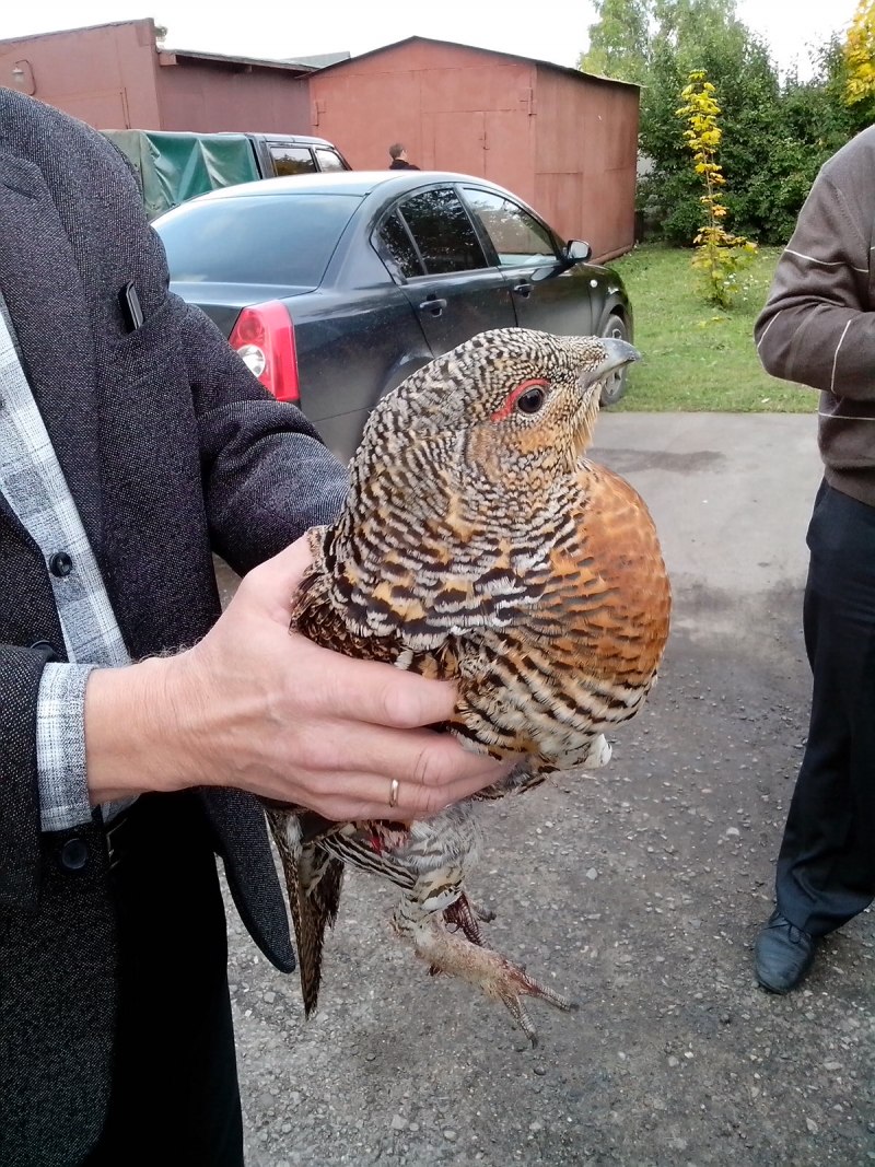 Чернобрюхий Глухарь Tetrao urogallus Major