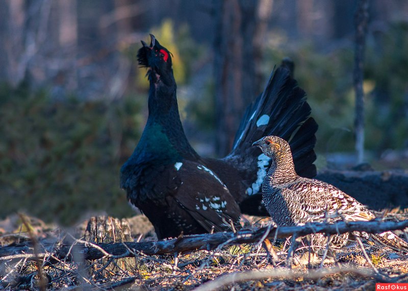 Западный Глухарь (Tetrao urogallus)