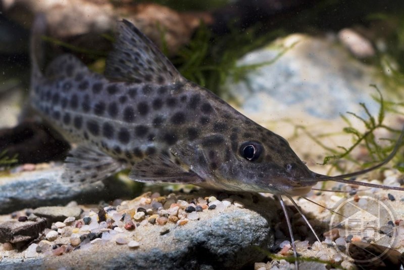 Look down Fish