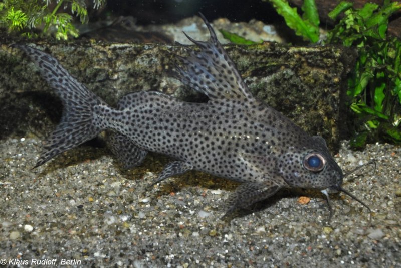Синодонтис эуптерус (Synodontis eupterus)