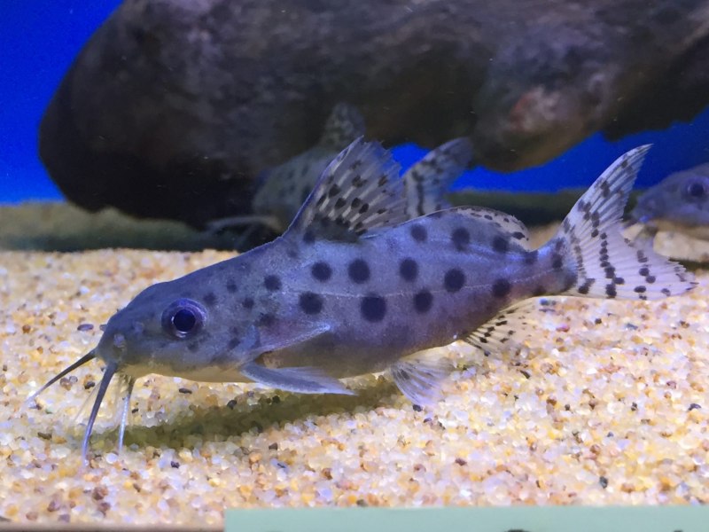 Сом Кукушка