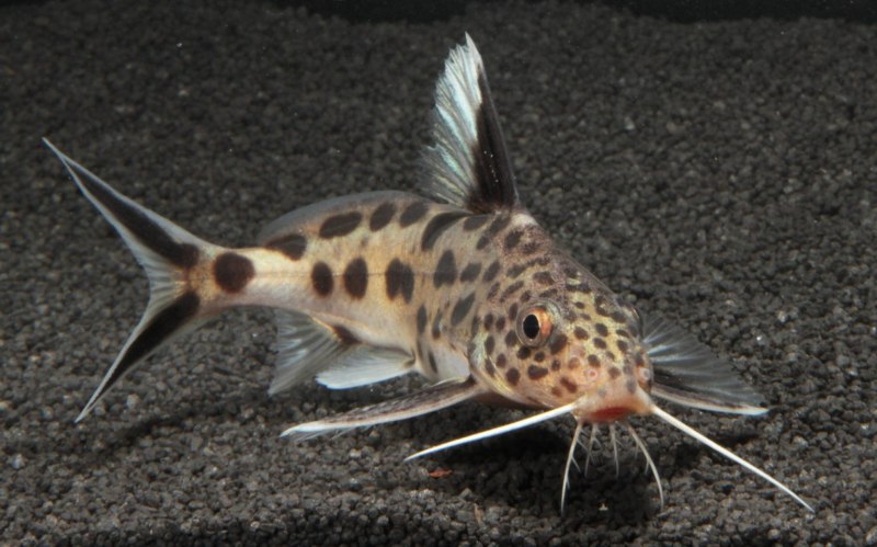 Синодонтис Арлекин Synodontis Pleurops