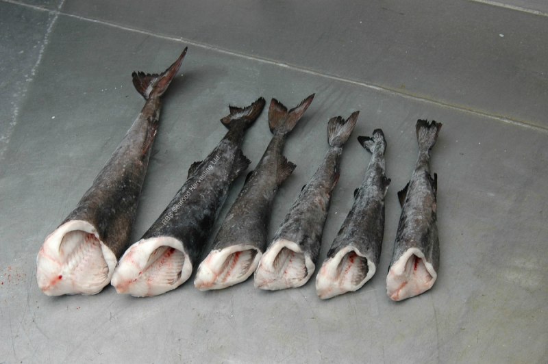 Black Cod рыба