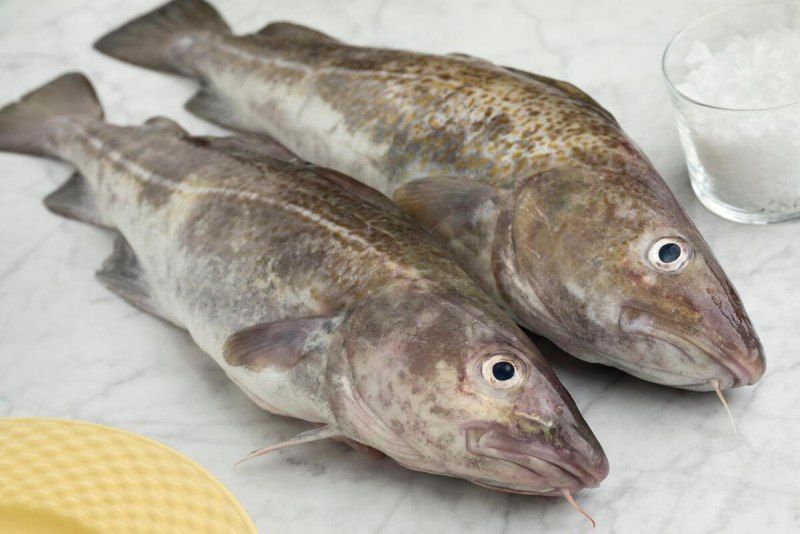 Black Cod рыба