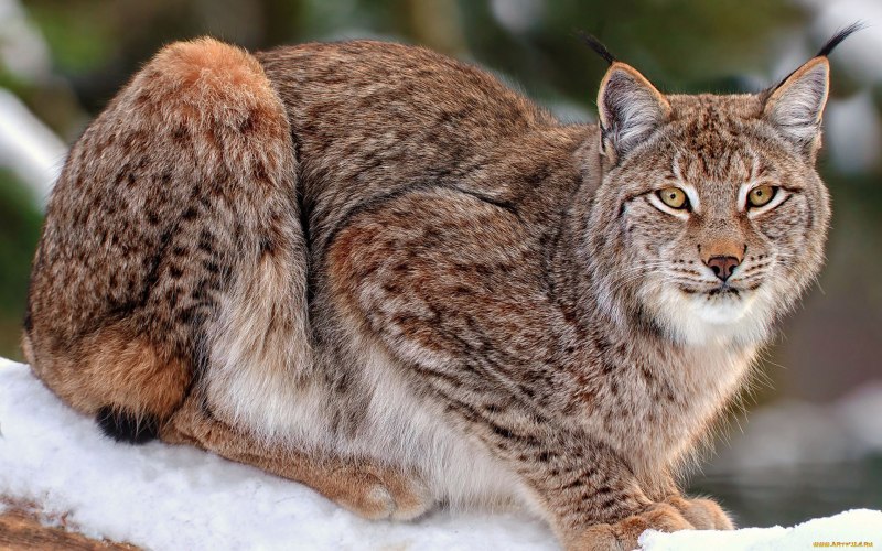 White Lynx Олег