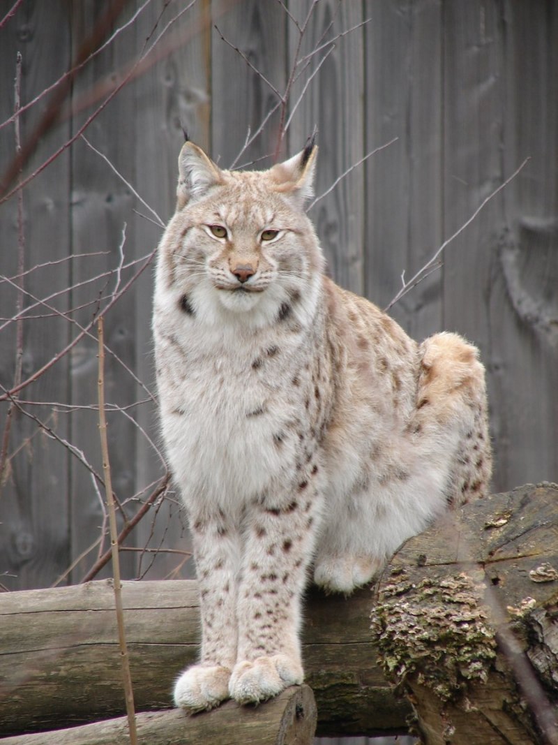 Обыкновенная Рысь Lynx Lynx