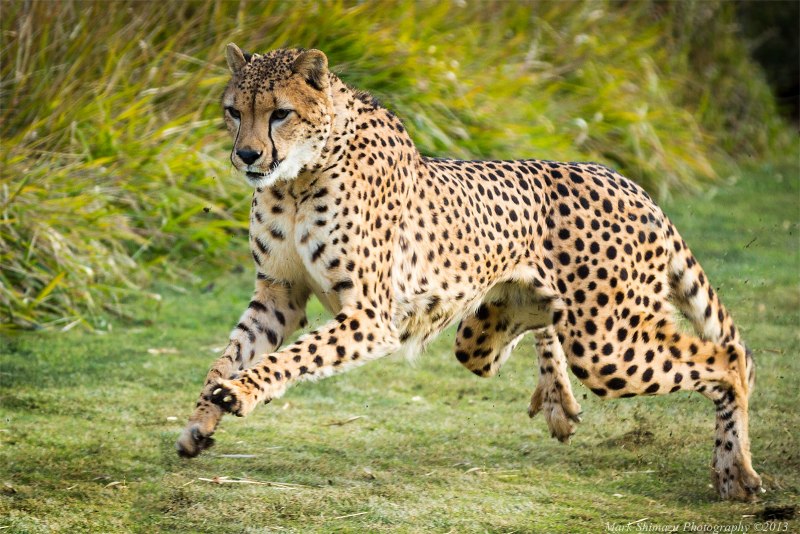 Cheetah (гепард)