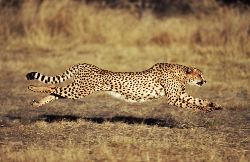 Бегущий гепард (68 фото)