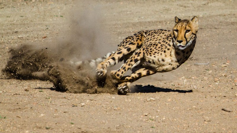 Cheetah g601