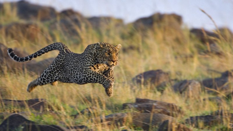 Acinonyx jubatus